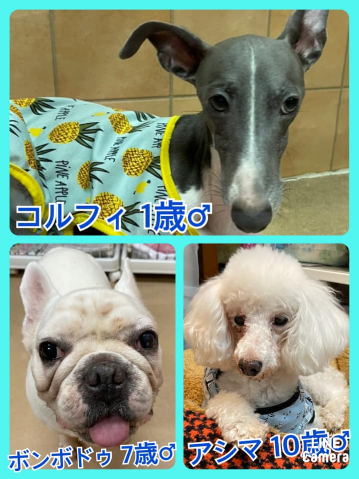 🐾今日の里親様募集中ワンコ🐶メンバーです🐾2021,10,5